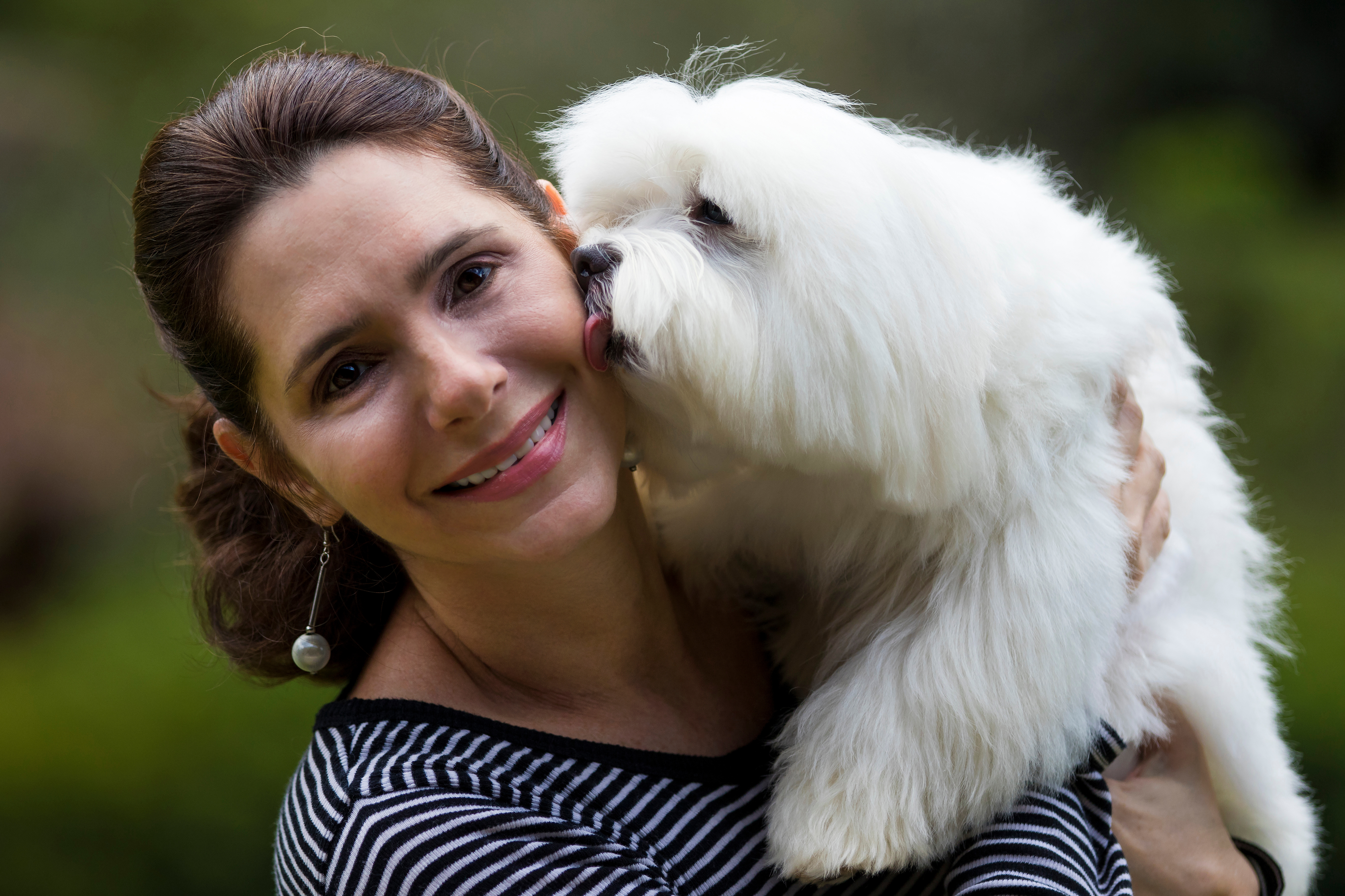 Mervin-Beiler, dog, breeder, honey, brook, field, pa, official, home, page, homepage, Mervin-Beiler. dog-breeder, puppies, for, sale, kennel, kennels, mini, bernadoondle, berna- doodle, puppy, puppies, mill, puppymill, show, handler, aca, ica, pennsylvania, Mervin-Beiler